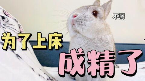 娱乐吃瓜酱兔子视频,揭秘娱乐圈幕后故事